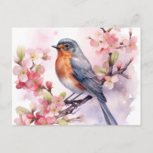 A Spring Robin Amongst the Cherry Blossoms.