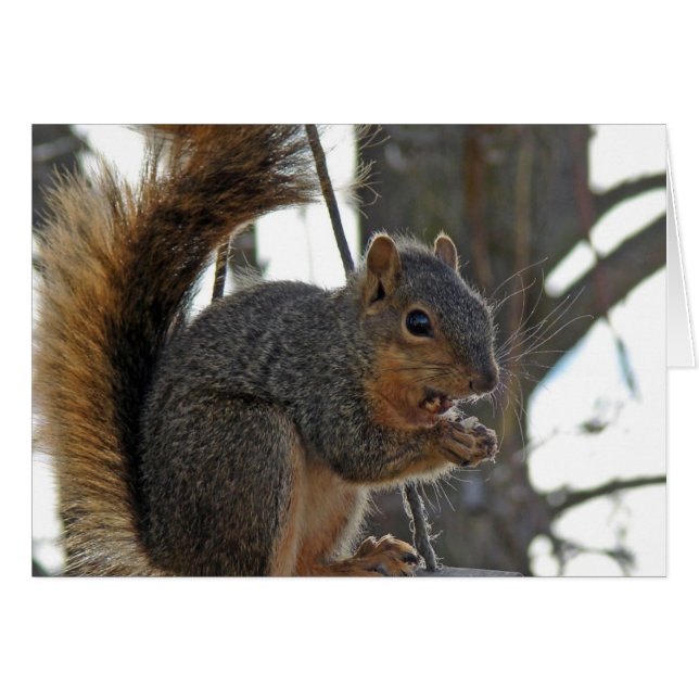 A Squirrel (Front Horizontal)