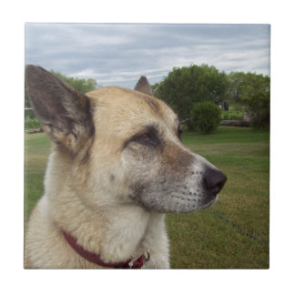 A staring German Shepard Tile