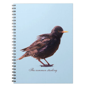 A starling notebook