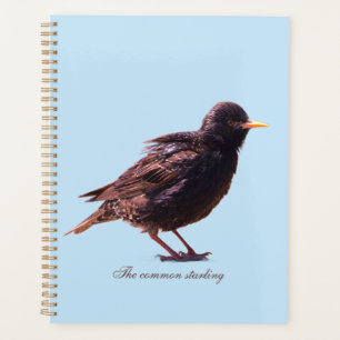 A starling planner