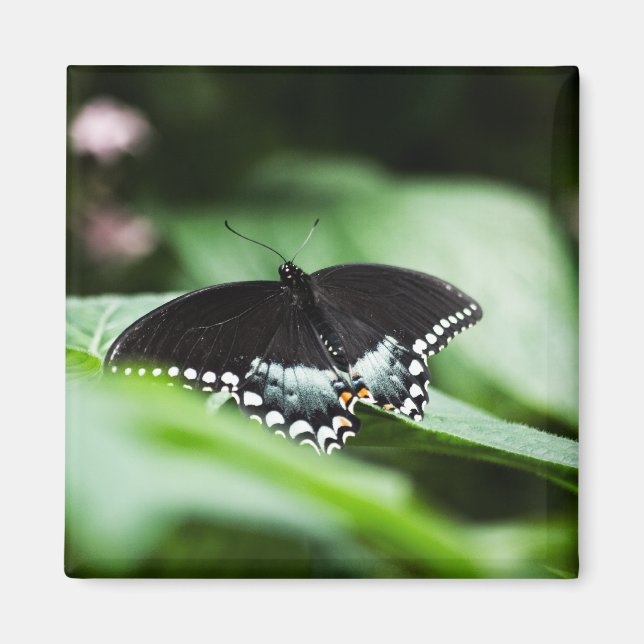 A Stately Appearance Magnet (Front)