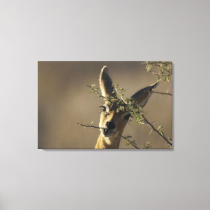 A Steenbok looking at the camera while it eats Canvas Print