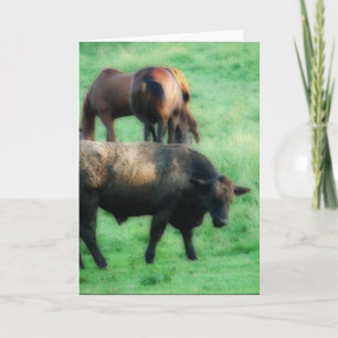 A Steer and Two Horses Card