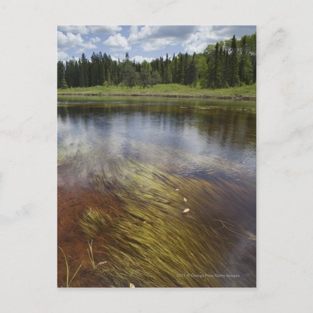 A Still Pond Reflecting The Clouds Postcard (Front)