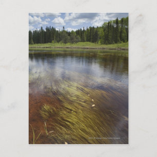 A Still Pond Reflecting The Clouds Postcard