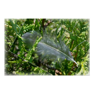 A stray feather poster