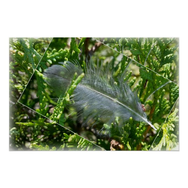 A stray feather poster (Front)