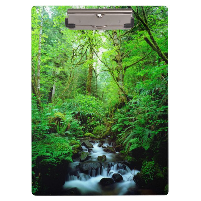A stream in an old-growth forest clipboard (Front)