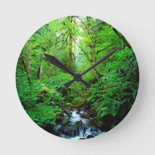 A stream in an old-growth forest round clock