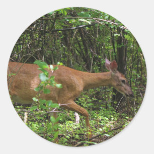 A Stroll Through the Woods Classic Round Sticker