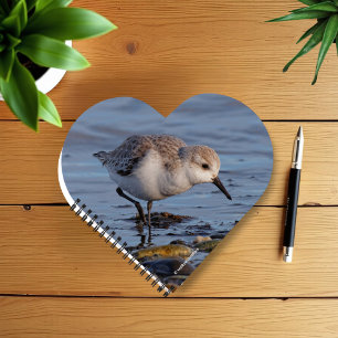 A Strolling Sanderling Notebook