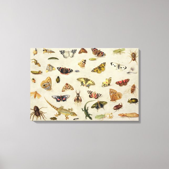 A Study of insects Canvas Print (Front)
