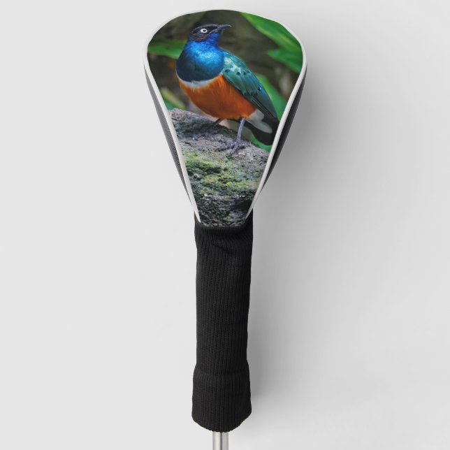 A Stunning African Superb Starling Golf Head Cover (Front)