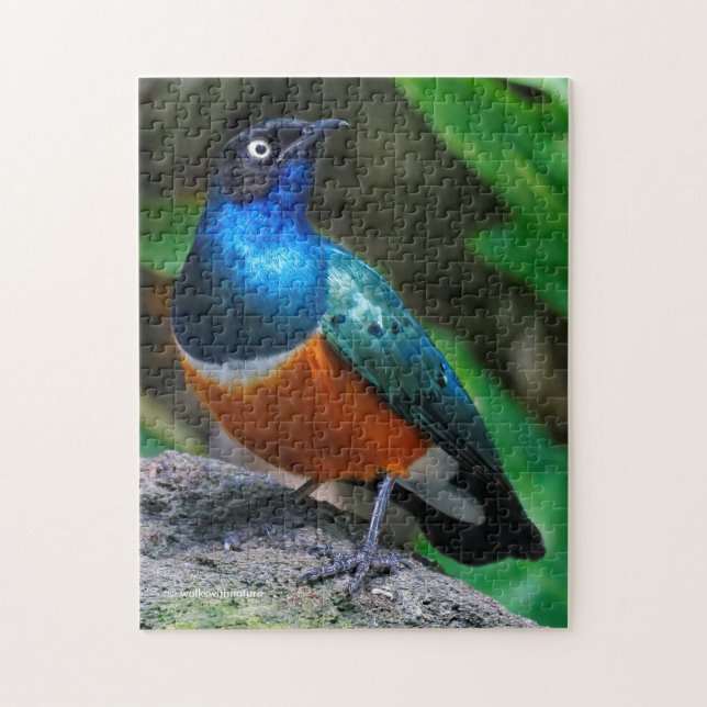 A Stunning African Superb Starling Jigsaw Puzzle (Vertical)