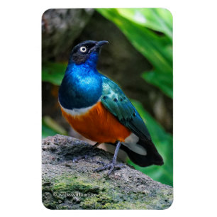 A Stunning African Superb Starling Magnet