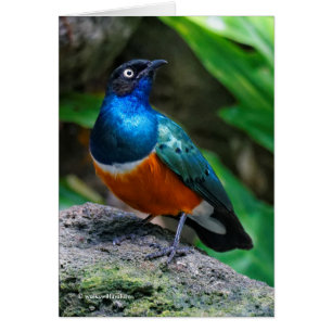 A Stunning African Superb Starling Songbird