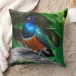 A Stunning African Superb Starling Songbird Cushion