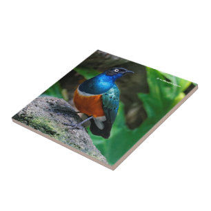 A Stunning African Superb Starling Songbird Tile