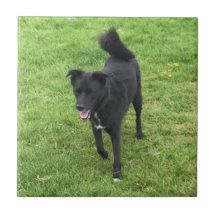 A Stunning Husky/Lab Cross Ceramic Tile