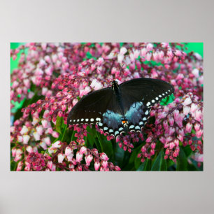 A Sulfur Butterfly In The Phoebis Family Poster