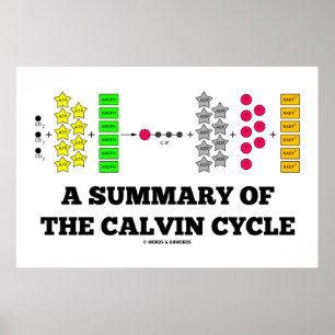 A Summary Of The Calvin Cycle (Photosynthesis) Poster