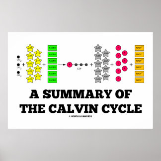 A Summary Of The Calvin Cycle (Photosynthesis) Poster
