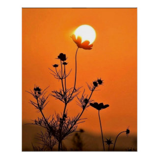 A Sun - Kissed Flower Poster