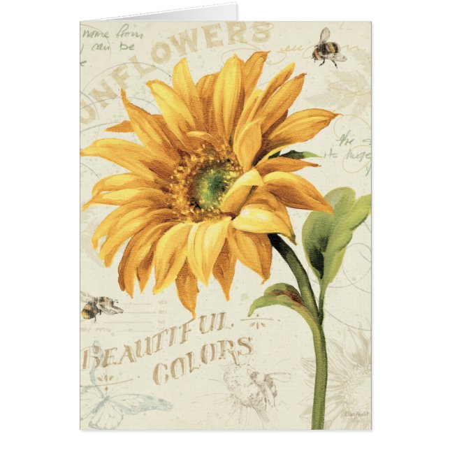 A Sunflower in Full Bloom (Front)