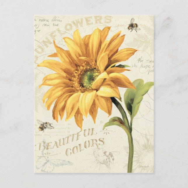 A Sunflower in Full Bloom Postcard (Front)