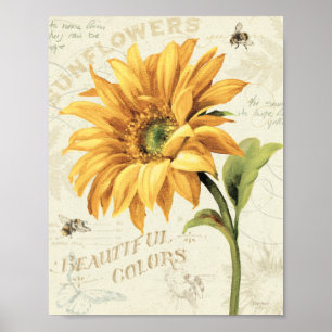 A Sunflower in Full Bloom Poster