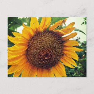 A sunflower in the garden holiday postcard