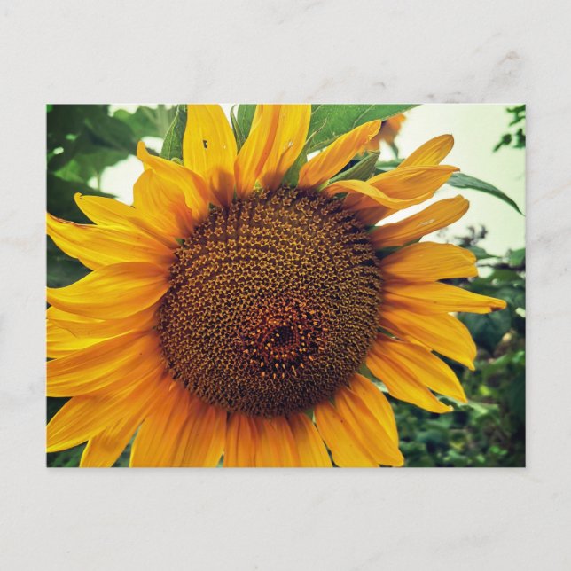 A sunflower in the garden holiday postcard (Front)