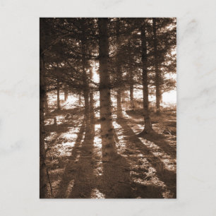 A sunset in the forest postcard. postcard