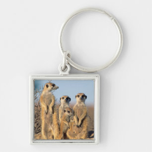 A Suricate family sunning themselves at their den Key Ring
