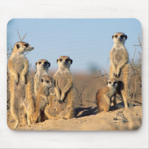A Suricate family sunning themselves at their den Mouse Mat