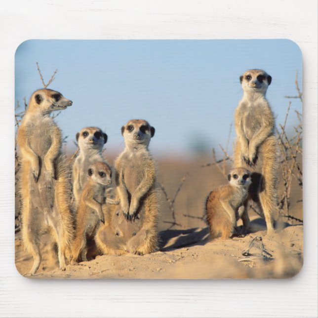 A Suricate family sunning themselves at their den Mouse Mat (Front)