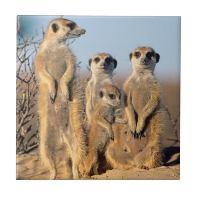 A Suricate family sunning themselves at their den Tile (Front)