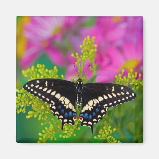 A Swallowtail-Butterfly Landing Magnet (Front)
