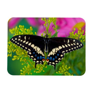 A Swallowtail-Butterfly Landing Magnet