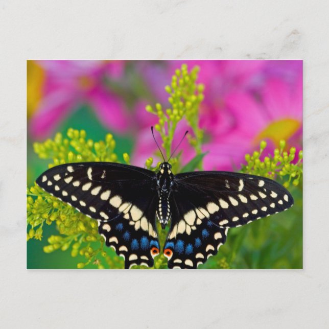 A Swallowtail-Butterfly Landing Postcard (Front)