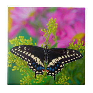 A Swallowtail-Butterfly Landing Tile
