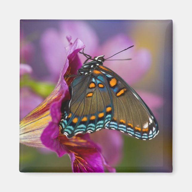 A Swallowtail Butterfly Magnet (Front)