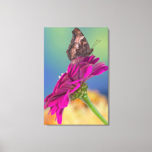 A Swallowtail Butterfly | Papilio Multicaudatus Canvas Print (Front)