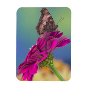 A Swallowtail Butterfly   Papilio Multicaudatus Magnet