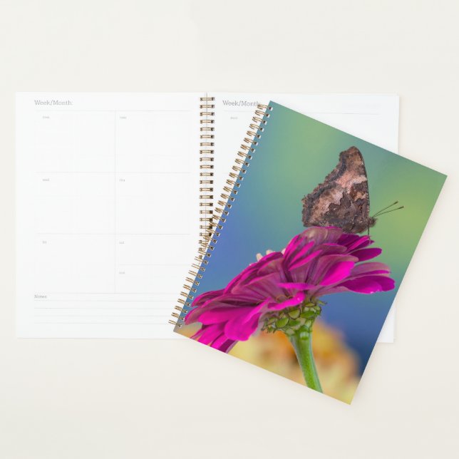 A Swallowtail Butterfly | Papilio Multicaudatus Planner (Display)