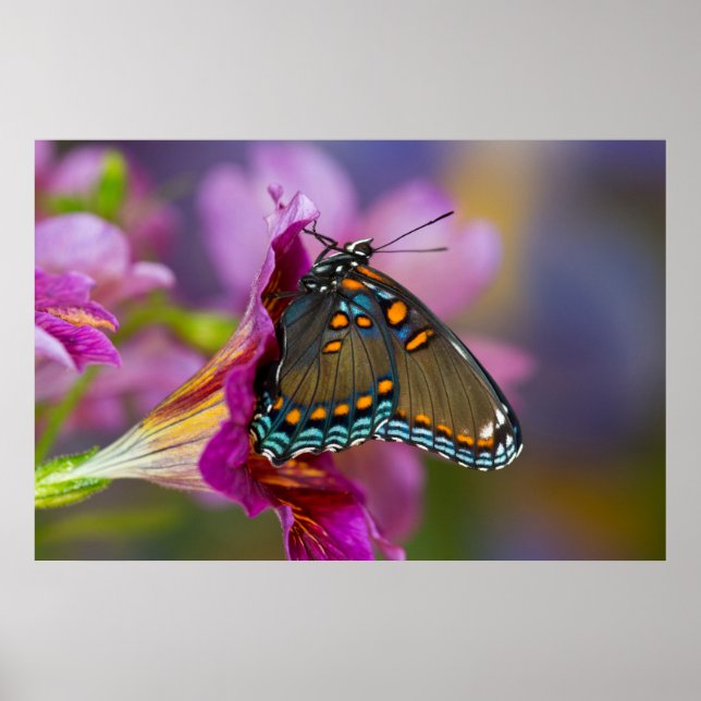 A Swallowtail Butterfly Poster (Front)