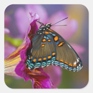 A Swallowtail Butterfly Square Sticker