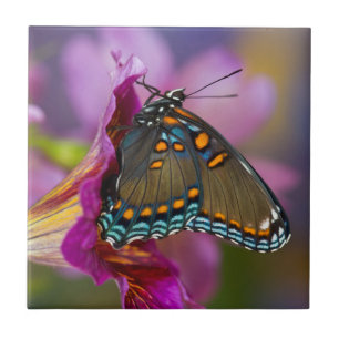 A Swallowtail Butterfly Tile