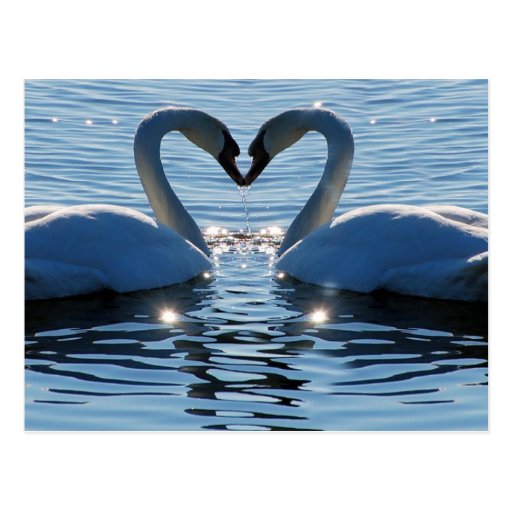 Image of A Swan Heart Kiss, Reflections of Love Postcard